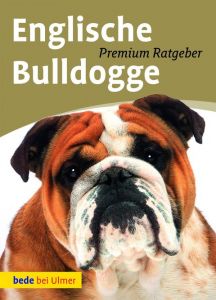 Englische Bulldogge