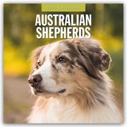 Australian Shepherds - Australian Shepherd 2025 - 16-Monatskalender  9781804424223