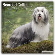 Bearded Collie 2025 - 16-Monatskalender  9781804603116