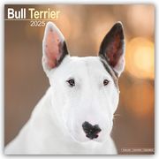 Bull Terrier - Bull Terrier 2025 - 16-Monatskalender  9781804603239