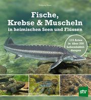 Fische, Krebse & Muscheln in heimischen Seen und Flüssen Hauer, Wolfgang 9783702018979