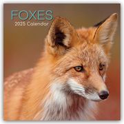 Foxes - Füchse 2025 - 16-Monatskalender  9781835360491