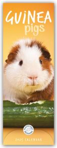 Guniea Pigs - Meerschweinchen 2025 - Slimline-Kalender  9781529844986