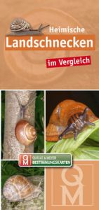 Heimische Landschnecken im Vergleich Quelle Meyer Verlag 9783494019932