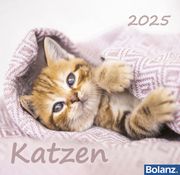 Katzen 2025  9783866038868