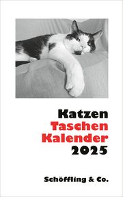 Katzen Taschenkalender 2025 Bachstein, Julia 9783895617843