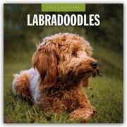 Labradoodles - Labradoodle 2025 - 16-Monatskalender  9781804424803