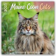 Maine Coon Cats - Main Coon Katzen 2025 - 18-Monatskalender Plenty Gifts 9783803530295