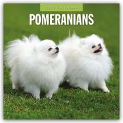 Pomeranians - Zwergspitz - Pomeranian Zwergspitz 2025 - 16-Monatskalender  9781804603765