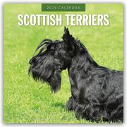 Scottish Terrier - Scotchterrier 2025 - 16-Monatskalender  9781804425077