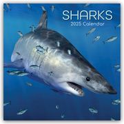 Sharks - Haie 2025 - 16-Monatskalender  9781835361955