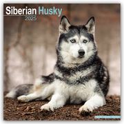 Siberian Husky - Sibirische Huskys 2025 - 16-Monatskalender  9781804603925