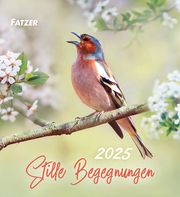 Stille Begegnungen 2025  9783866037632