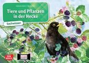 Tiere und Pflanzen in der Hecke Stöckl-Bauer, Katharina 4260179516733