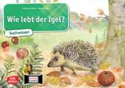 Wie lebt der Igel? Stöckl-Bauer, Katharina 4260179516740